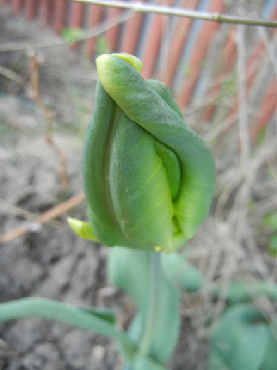 Tulipa Parrot (2013, April 27) - 04 Garden in April