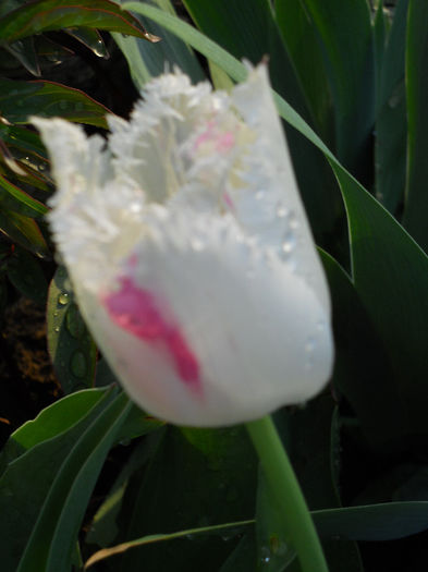 DSCN4263
