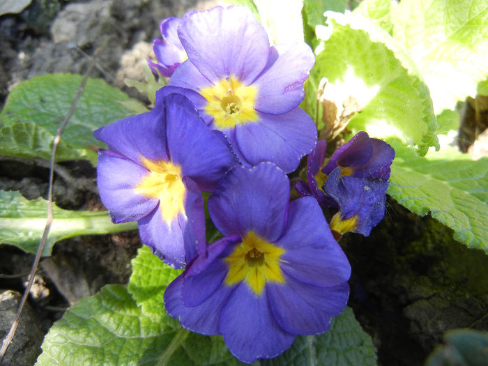 Blue Primula (2013, April 26)