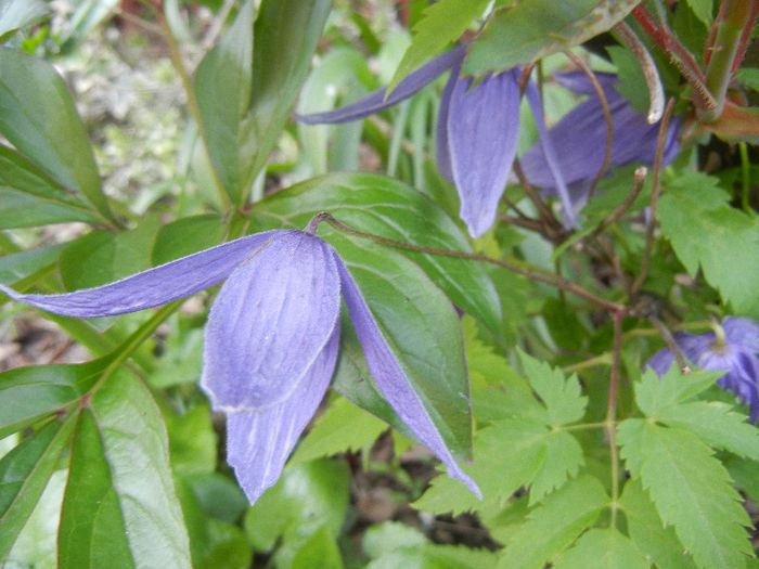 Clematis Pamela Jackman (2013, Apr.27) - Clematis Pamela Jackman