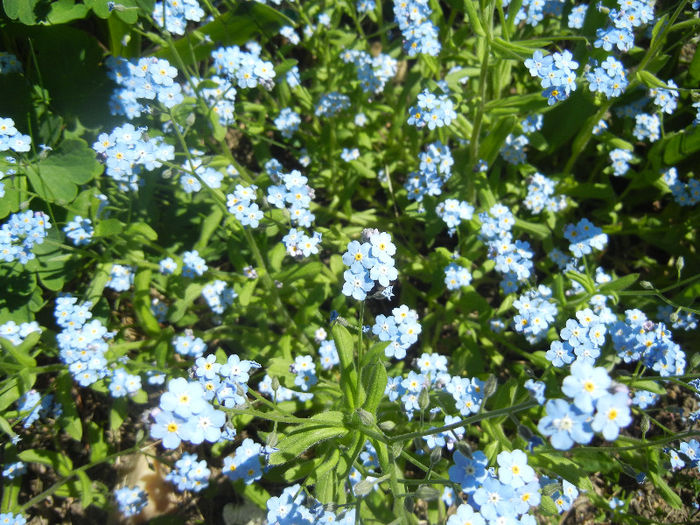 Myosotis alpestris (2013, April 26) - MYOSOTIS Alpestris