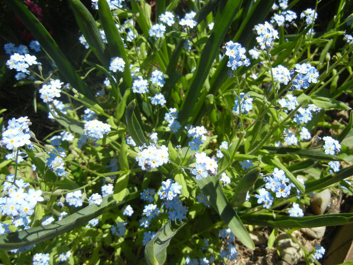 Myosotis alpestris (2013, April 26) - MYOSOTIS Alpestris