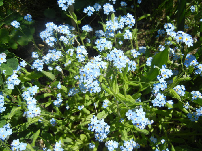 Myosotis alpestris (2013, April 26) - MYOSOTIS Alpestris