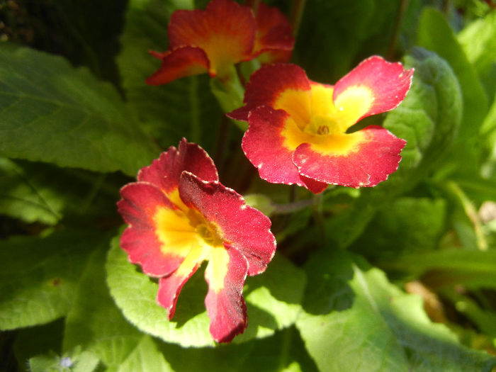 Primula polyanthus Red (2013, April 26) Primula polyanthus Red (2013, April 26)