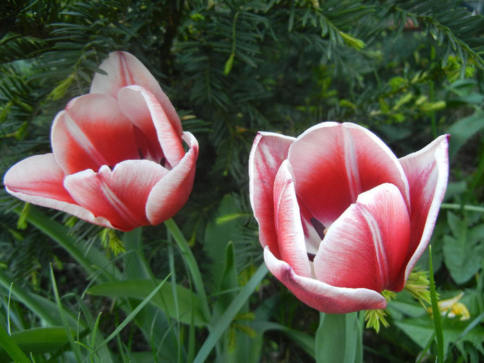 Tulipa Leen van der Mark (2013, April 27)