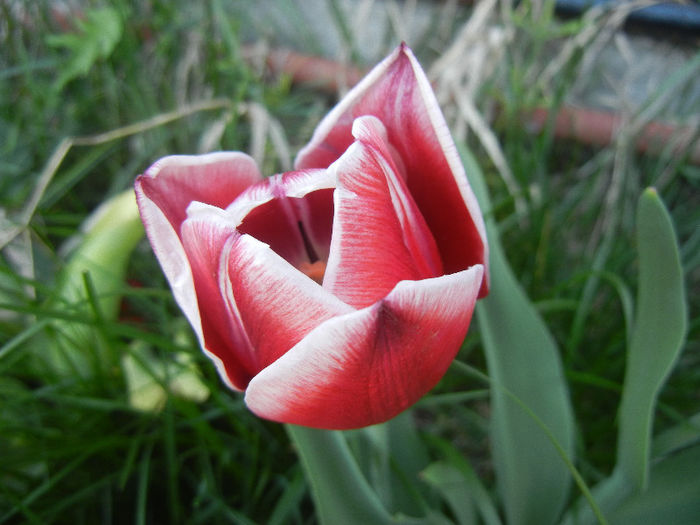 Tulipa Leen van der Mark (2013, April 27) - Tulipa Leen van der Mark