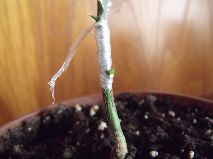 002; asteptam sa porneasca..
