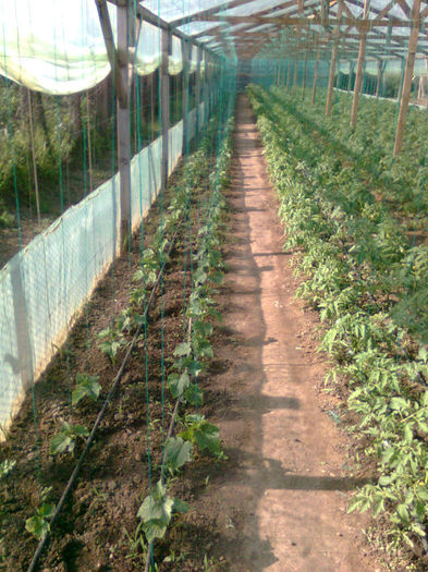 27.04.2013 castraveti kybria - solarii dichiseni 2013