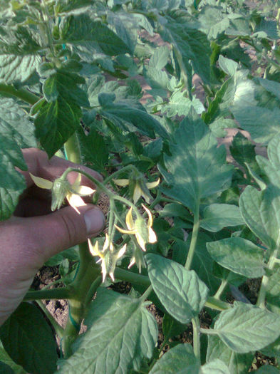 27.04.3013 antalya - solarii dichiseni 2013