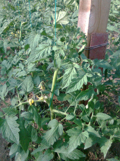 27.04.3013 antalya - solarii dichiseni 2013