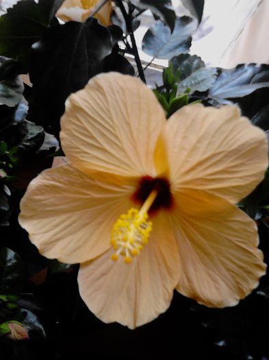 IMG_20130428_085511; HIBI CAIRO APRICOT
