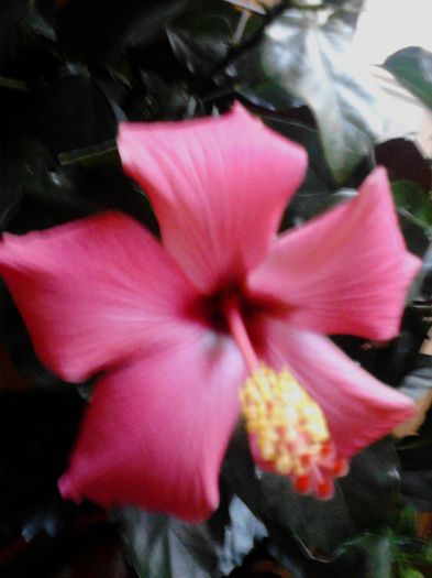 IMG_20130428_085506; HIBI ROZ
