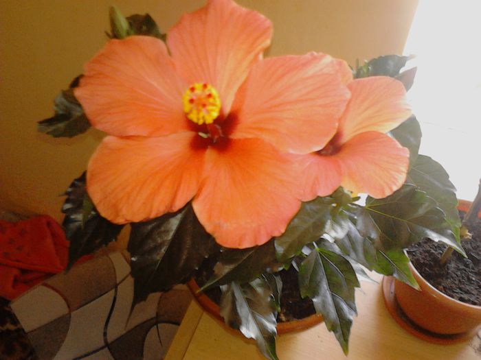 IMG_20130426_131655; HIBI PORTOCALIU

