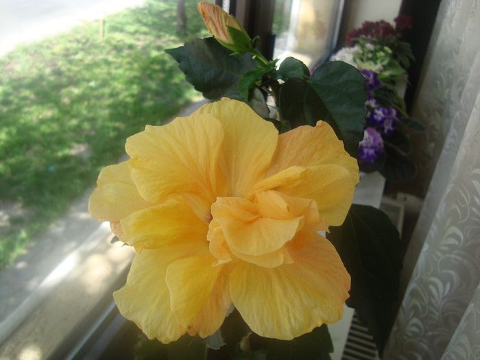 Hibi.derdlim; E minunat,floarea e mare,aparatul foto nu reda chiar culoarea adevarata....multumesc derdlim!!!!

