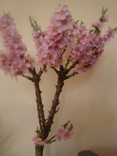 DSC03474 - Flori 2013