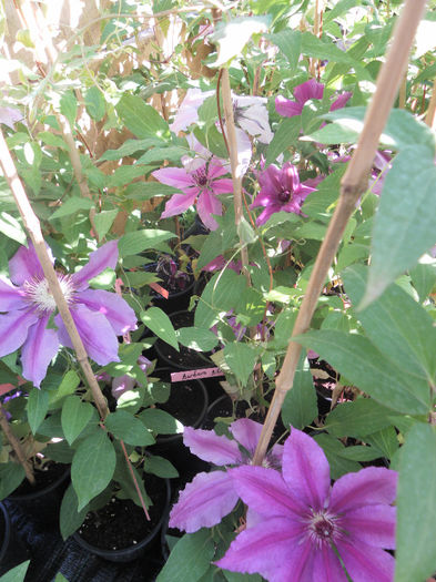 Barbara Dibley - Clematitele de Sf Florii