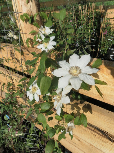 Halina Noll - Clematitele de Sf Florii