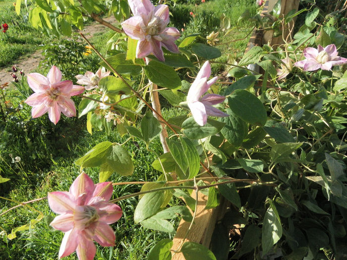 Innocent Blush1 - Clematitele de Sf Florii