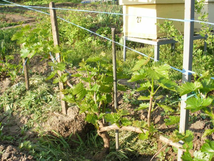 nobila-coroana joasa/ model