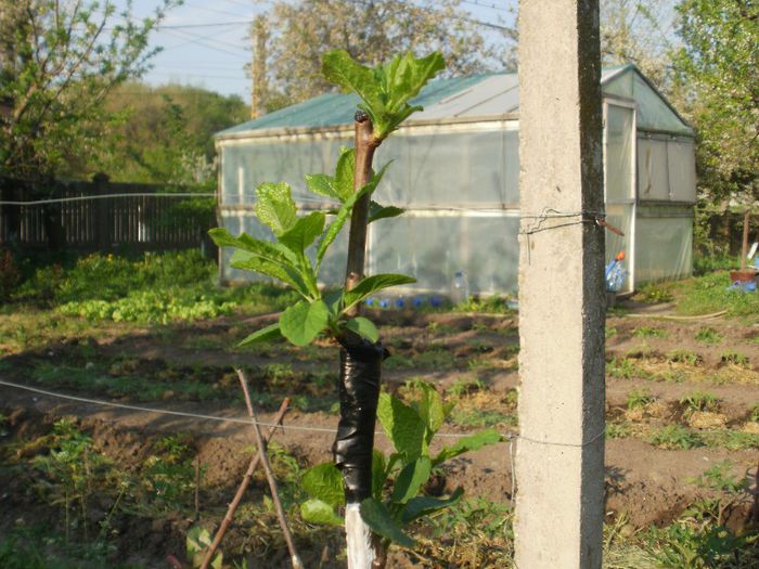 altoire sub scoarta - 2013