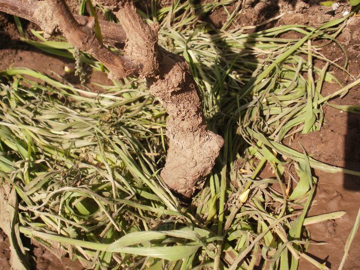 locul magic,compilatia altoi-portaltoi