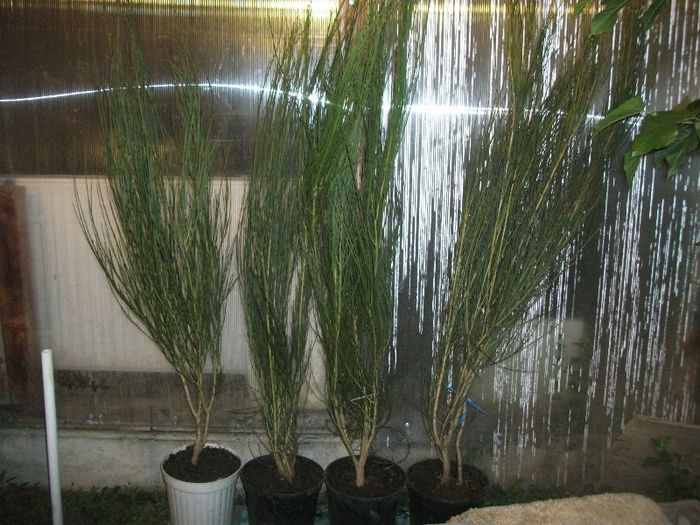 plantele de vanzare - Cytisus Scoparius Lena 150cm 40 lei