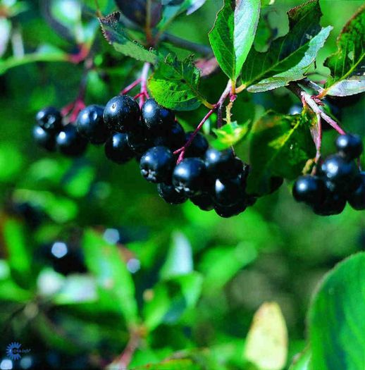 aronia-org