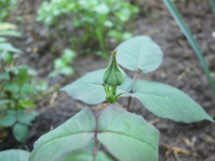 DSCF0436
