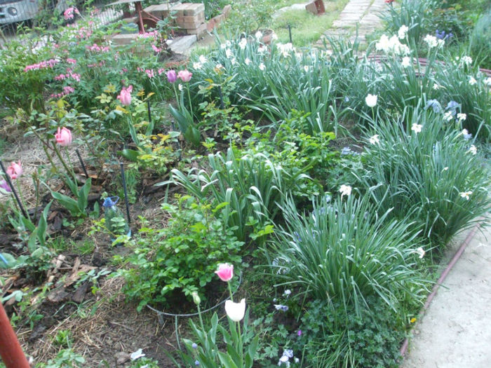 DSCF0424 - primavara