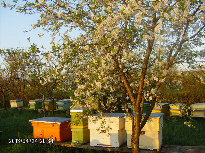 2013-aprilie 010 - 2013-apicole
