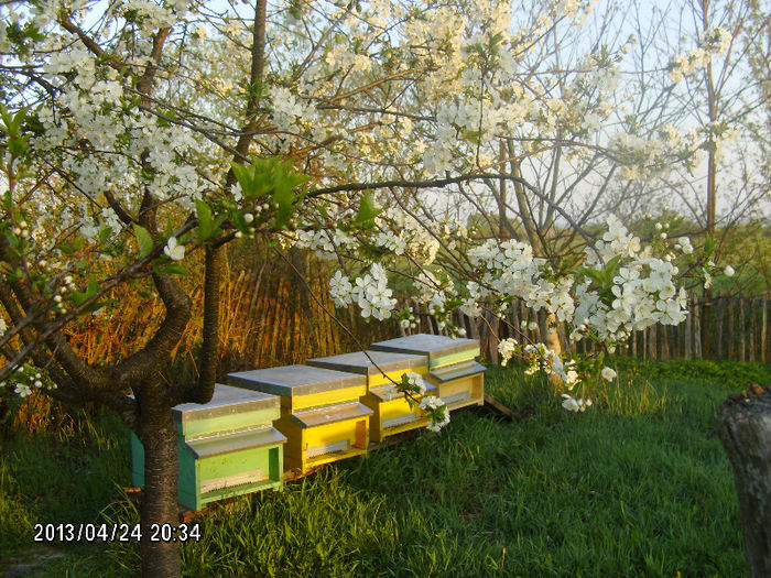 2013-aprilie 011 - 2013-apicole