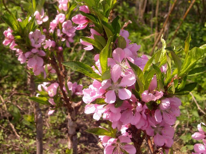 nectarin - arbori fructiferi