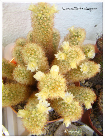 Mammillaria elongata1