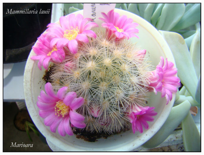 Mammillaria lauii1 - Mammillaria