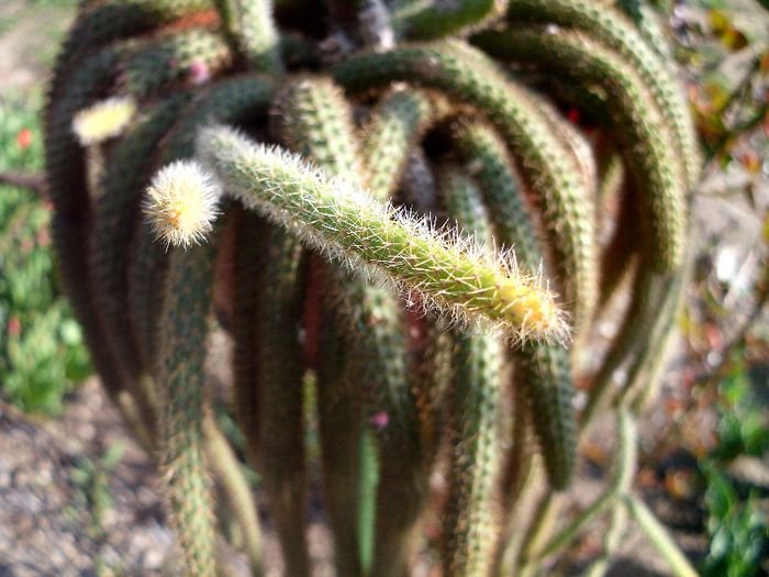 aporocactus