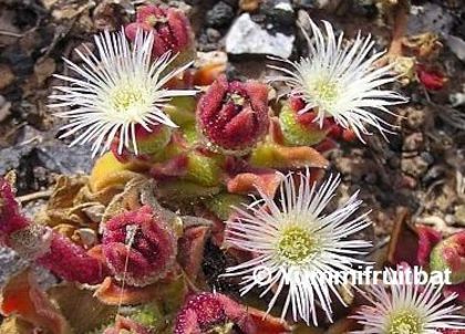 7626mesembriatus cactus zahar