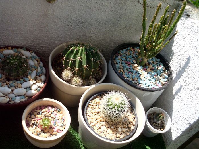 IMG_2103 - COLECTIE CACTUSI 2