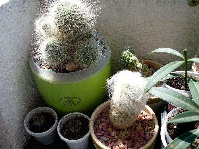 IMG_2106 - COLECTIE CACTUSI 2