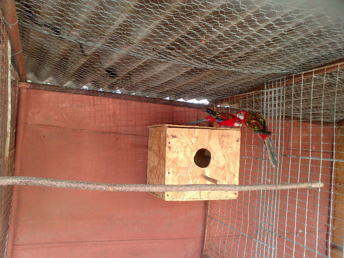 DSC_0166 - papagali primavara 2013