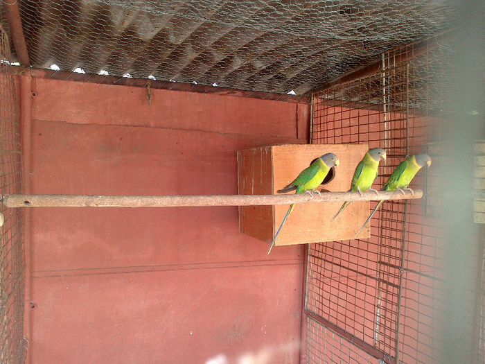 DSC_0177 - papagali primavara 2013