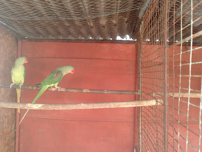 DSC_0181 - papagali primavara 2013