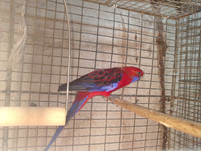 DSC_0183 - papagali primavara 2013