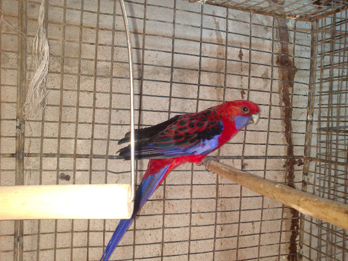 DSC_0185 - papagali primavara 2013