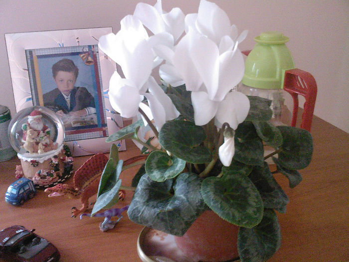 primita de 8 martie de la fiu-meu - 7 flori de interior