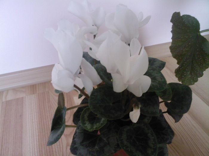 cyclamen - 7 flori de interior