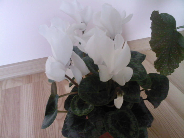 cyclamen