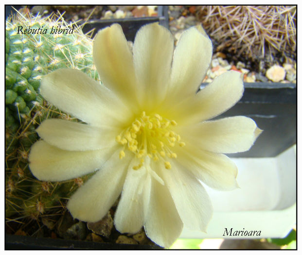 Rebutia hibrid - Rebutia