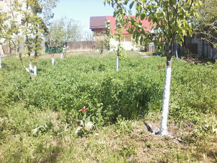 P25-04-13_12.50 - 02 Gradina