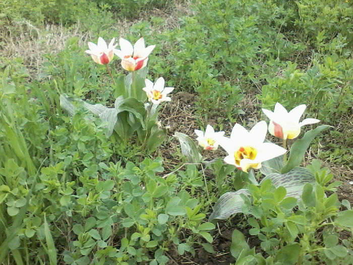 P15-04-13_10.43[01] - 02 Gradina