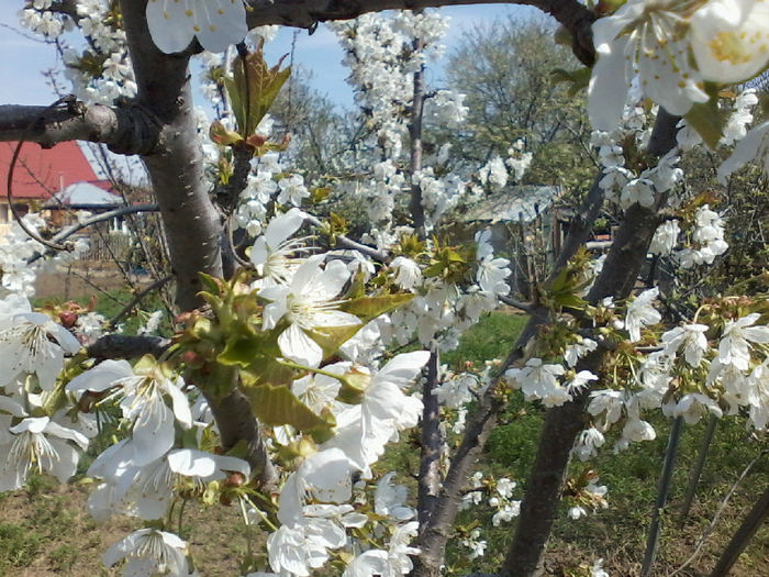 P16-04-13_13.24 - 02 Gradina